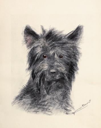 Chien. Gravure et rehauts de gouache