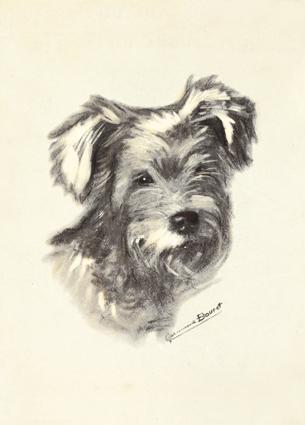 Chien. Gravure et rehauts de gouache