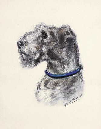 Chien. Gravure et rehauts de gouache